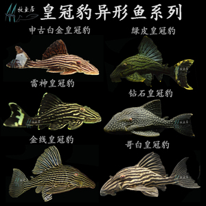 绿皮皇冠豹异型鱼活体申古哥白哥绿蓝眼金线钻石皇冠豹幽灵皇冠豹