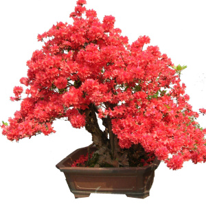 映山红盆景杜鹃花盆景熟桩红花树桩盆景室内花卉绿植盆栽