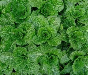 2023年10月震泽香青菜苏州吴江特产露天新鲜采摘香青菜3斤装香糯