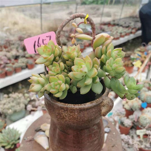 黄丽 悬崖桩 个性造型多肉老桩 一物一拍 创意多肉植物盆栽