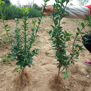 万年青树苗冬青绿植花卉 盆栽耐寒四季常青室外 净化空气好养成都