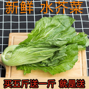 水东芥菜新鲜
