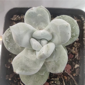 多肉精品 拇指仙女杯 帕奇飞图 野生木质老桩 庭院趣味 单头群生