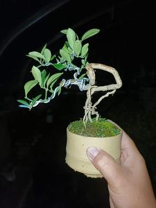 大果金豆树桩盆景原生小苗根艺盆景造型小品素材掌中宝日本金豆