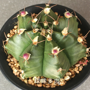 000人付款淘宝球缘多肉瑞云牡丹 裸鄂属实生仙人球 易开花大花品种