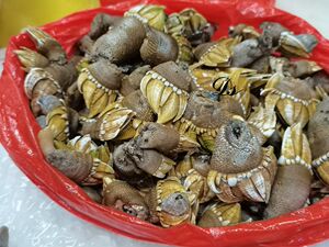 舟山新鲜鲜活大佛手螺 500g 狗爪螺龟脚螺观音手贝类海水产