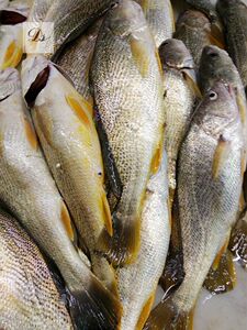 舟山嵊泗新鲜鲜活海钓黄姑鱼 黄婆鸡鱼 食用500g(1-1.2斤/ 条)