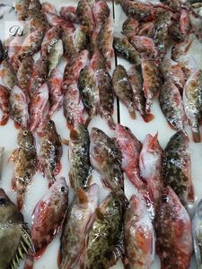 嵊泗新鲜海钓虎头鱼小石斑鱼 500g(8-10条左右/斤)