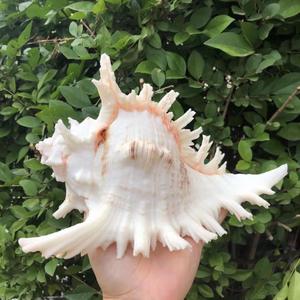 天然海螺贝壳白千手螺菊花螺鱼缸装饰品水族箱造景地中海风格摆件