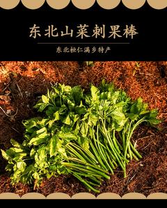 新鲜刺五加菜500g东北长白山野菜刺果棒刺拐棒野嫩芽包邮顺丰
