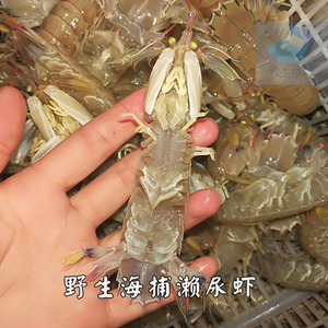海王虾