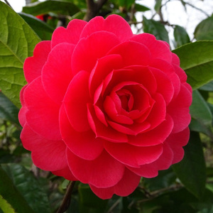 红赤丹山茶花盆栽树苗带花苞室内四季绿植花卉阳台庭院