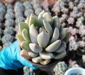 兔小姐的花房 胖美人 大单头 很饱满 7厘米左右 全场29.8包邮