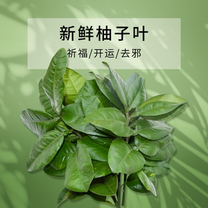 90104人付款淘宝现摘新鲜柚子叶碌柚带技叶子树叶乔迁