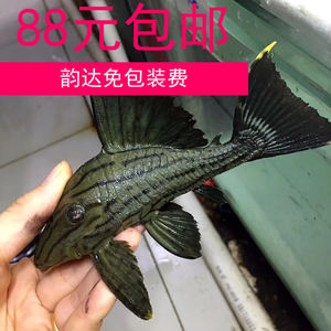 哥绿哥伦比亚绿皮皇冠异形鱼清道夫工具鱼大尺寸渔场定水直发观赏