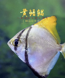黄鳍鲳鱼银大眼鲳银色单指鲳群游海水淡化蝙蝠鲳鱼热带淡水活体鱼