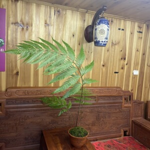 盆景狗脊蕨一叶蕨类植物网红毛蕨室内绿植造景鳞毛蕨金毛狗蕨金丝