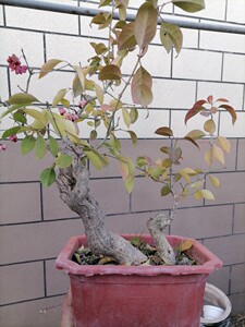 丛林双杆桃叶卫矛真弓盆景