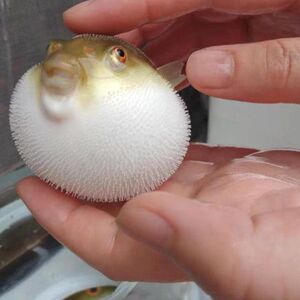 河豚宠物