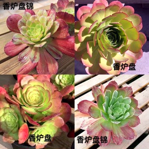 加州香炉盘