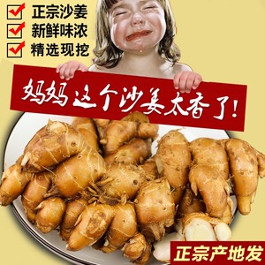 正宗广东茂名特产新鲜沙姜/山奈 白切鸡调味配料可种子苗砂姜包邮