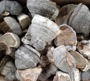 52bushcraft 户外露营求生点火 火绒 引火物 木蹄层孔菌 马蹄菌