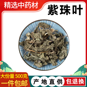 中药大叶紫珠