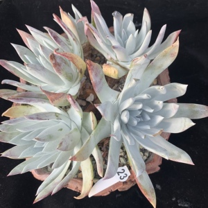 一物一拍精品控养多肉群生宽叶雪奴 仙女杯无砍