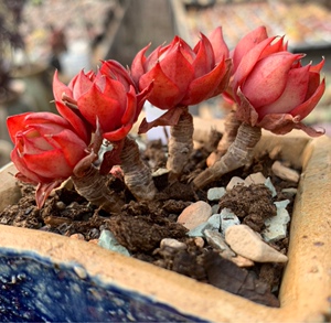 一物一拍精品控养多肉群生央金 杨金 无砍自然老桩