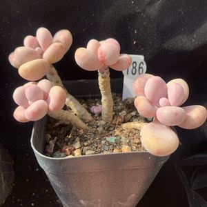 【桃蛋缀化】桃蛋缀化品牌,价格 - 阿里巴巴