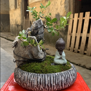 天然英德青龙石附石盆景园林庭院花园造景假山水陆鱼水族缸抱树石