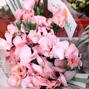 新品蝴蝶多头康乃馨家用水养鲜花同城速递2扎江浙沪包邮一扎18支