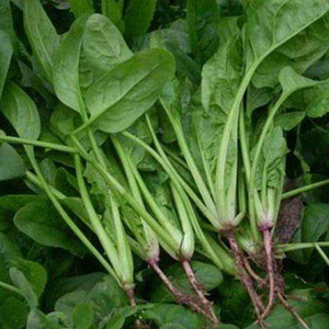 菠菜种子 别名波斯菜菠薐菠柃鹦鹉菜红根菜飞龙菜蔬菜种籽好发芽