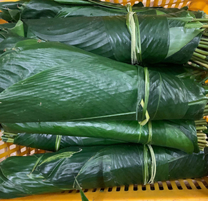 包邮广东肇庆冬叶大粽叶新鲜现摘肇庆裹蒸 冬叶柊叶200张送绳