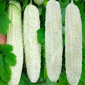 992人付款淘宝长白苦瓜种子春季夏秋季四季高产特大白
