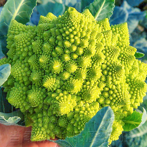 宝塔菜种籽罗马花椰菜四季特色花菜种子阳台盆栽农家西蓝花蔬菜孑