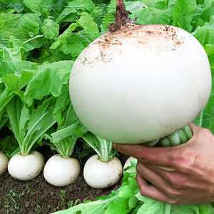 高产大圆白萝卜种籽秋季四季白皮水萝卜种子农家庭院大田蔬菜种孑