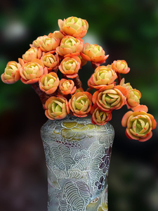 鸡蛋碧桃桃花石保证正版多肉植物一物一拍老桩精品露养