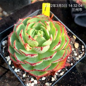 稀有多肉植物爱火一物一拍 办公室绿植花卉