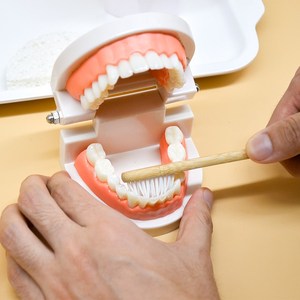 牙齿模型假牙儿童仿真玩具练习刷牙早教模具教具幼儿园口腔教学