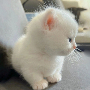 曼基康矮脚猫纯种幼猫白色乳白橘白米努特拿破仑英短宠物活体猫咪