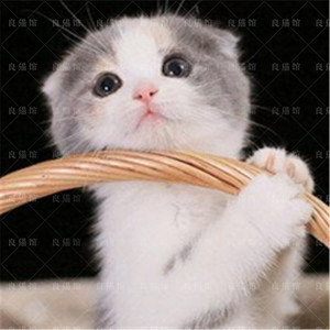 英短蓝白立折耳猫英国短毛猫五粉三花正八字活体幼猫宠物猫咪上海