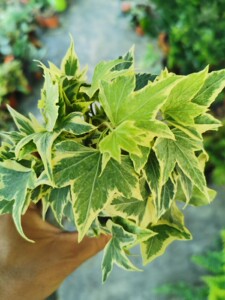 枫叶金边常春藤爬藤垂吊植物好养四季金边耐寒植物垂吊净化空气