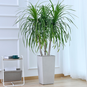 北欧风大花盆方形高款高筒塑料客厅落地金钱树龙血树懒人盆自吸水