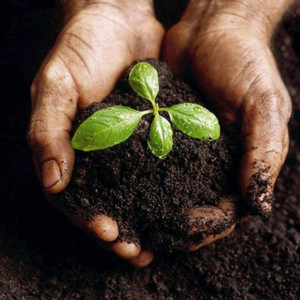 有机土营养土养花种花土 通用性种植土家用无虫土壤腐殖土泥炭土