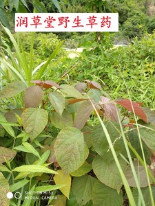 野生现采草药 红背山麻杆 红冒顶树 红背娘 红小娘500g包邮