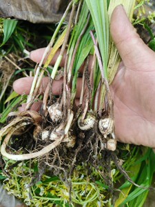 毛慈姑苗,山芋头苗,行情好,品种纯,种植好选择,50株起批