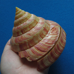 龙宫翁戎螺 144.2mm 大尺寸