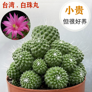 无刺白珠丸仙人球多头群生室内电脑桌面防辐射多肉植物好养耐旱