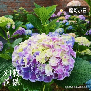 魔幻小丑 绣球花苗阳台庭院花园植物盆栽花卉